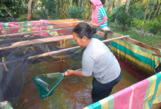 100 Kg Ikan Lele Program Ketahanan Pangan Desa Sidorejo Berhasil Dipanen 