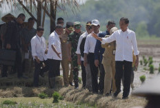 Tinjau Penanaman Padi di Pekalongan, Jokowi: Kita Kejar Tanam