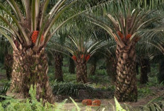 Aturan Tanam Sawit 50 Meter dari Sungai Dipersoalkan Warga Bengkulu Tengah 