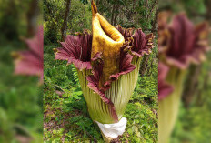 Bunga Bangkai Raksasa Tumbuh Subur di Kebun Karet Desa Padang Siring, Begini Penampakannya