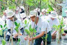 Tanam Mangrove di PIK & Kedonganan, B. Braun Indonesia Rogoh Kocek Ratusan Juta Rupiah