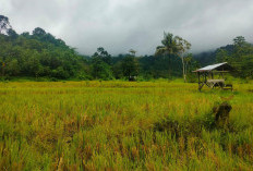 Lahan Eks Replanting Akan Dioptimalkan untuk Padi Gogo, Calon Lokasi Penanaman Diajukan ke Pusat