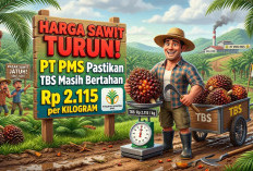 Harga Sawit Turun, PT PMS Pastikan TBS Masih Bertahan Rp2.115 per Kilogram