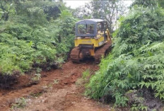 Permudah Akses ke Lokasi Pertanian, Pemdes Surau Buka Badan Jalan Usaha Tani