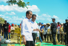 Tinjau Panen Jagung Bersama Mentan di Sumbawa, Jokowi: Semua Pihak Ambil Langkah