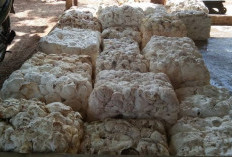Harga Karet Merosot Tajam, Ekonomi Petani Bengkulu Tengah Terpukul
