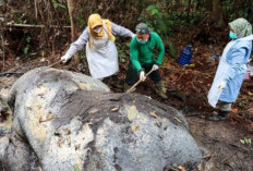 Gajah Mati Dimutilasi di Riau, Menhut Ingin Pelaku Segera Ditangkap