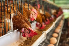 Dua Desa di Kabupaten Bengkulu Tengah Genjot Ketahanan Pangan Lewat Budidaya Ayam