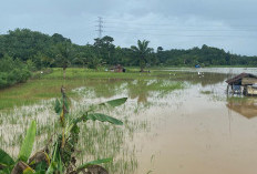 Sungai Bengkulu Meluap, Warga Taba Terunjam Tak Bisa Tidur Nyenyak