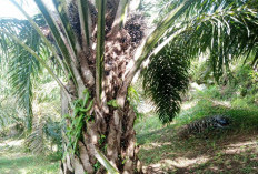 Aksi Pencurian Sawit Rugikan Petani Renah Semanek, Ratusan Kilogram Buah Raib