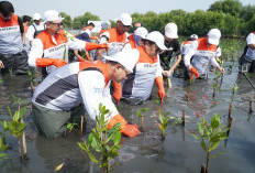 Tumbuhkan Cinta Lingkungan, Pertamina Ajak Siswa SD Tanam 20 Ribu Mangrove di Tangerang