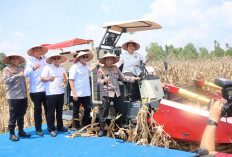 Perkuat Ketahanan Pangan Nasional, BULOG dan Polri Lakukan Panen Raya Serentak