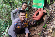 Kawasan Wisata Bunga Rafflesia Ditutup Sementara, Polisi Beri Keterangan Begini