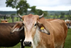 Hari Raya Iduladha 1445 Hijriah, Pemkab Bengkulu Tengah Siapkan 5 Ekor Sapi Kurban