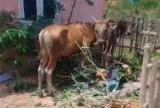 Terulang Lagi, Pulang Kerja Warga Temukan Tanaman di Pekarangan Rumah Dirusak Hewan Ternak