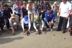 Mahasiswa UNIB Kembangkan Inovasi Teknologi Konservasi Penyu di Pekik Nyaring