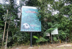 Bunga Rafflesia di Cagar Alam Taba Penanjung Tak Lagi Mekar, Ini Penyebab Utamanya