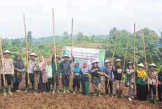 Distan Bengkulu Tengah Ajak Petani Tanam Padi di Lahan Kering