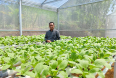 300 Pot Tanaman Sayuran Hidroponik Masuk dalam Program Ketahanan Pangan Desa Abu Sakim 