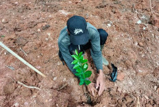 1.250 Bibit Kalamansi Sudah Disebar, Pemkab Bengkulu Tengah Pastikan Perawatan Optimal