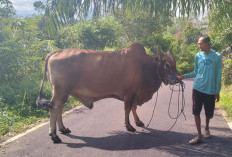 Peternak Asal Desa Kelindang Atas Ungkap Kisah Sapi Berbobot 1,2 Ton Miliknya Jadi Kurban Presiden