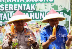 Panen Jagung Kuartal IV Bengkulu Tengah Capai 1,5 Ton