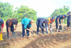 Sat Brimob Polda Bengkulu Tanam Jagung di Desa Air Putih, Perkuat Ketahanan Pangan Lokal