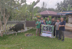 PT Cahaya Sawit Lestari Serahkan Sapi Kurban untuk Warga Desa Pulau Panggung
