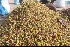 Kopi Merah Putih Perluas Jangkauan: Penembang dan Pematang Tiga Masuk Daftar Penerima