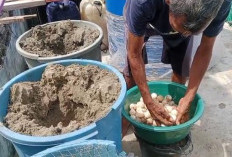280 Telur Ditemukan, Penyu Kembali Bertelur di Pekik Nyaring Setelah Sempat Menghilang Terdampak Abrasi