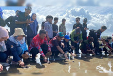 Dukung Green Democracy, Pemda Bengkulu Tengah Tanam Pohon dan Lepas 30 Anak Penyu di Pantai Pekik Nyaring