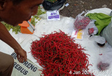 Sempat Melonjak Naik, Harga Cabai di Bengkulu Tengah Merah Kini Hanya Rp 42 Ribu