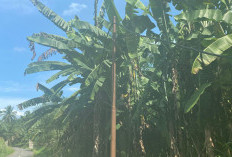 Kabel Listrik Menjuntai ke Tanah, Warga Desa Paku Haji Terancam Bahaya