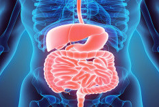 Mengenal EUS-RFA, Pengobatan Tumor Gastrointestinal pada Sistem Pencernaan