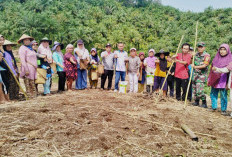 Program Ketahanan Pangan Desa Talang Curup, Satu Hektare Lahan Ditanami Jagung