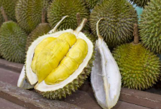 3 Negara Penghasil Durian Terbesar di Dunia, Apakah Indonesia Termasuk?