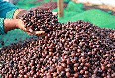 Bengkulu Tengah Belum Dipastikan Terima Bantuan Kopi Merah Putih, Ini Penyebabnya