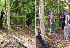 BKSDA Bertindak! Perangkap Beruang Dipasang Usai Petani Karet di Bengkulu Tengah Diserang