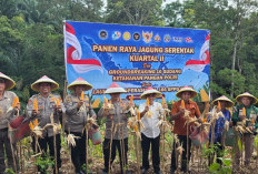  Kapolres Benteng Pimpin Panen Raya Jagung Kuartal II di Karang Tengah, Hasil Panen Dinilai Memuaskan 