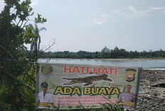 Hati-hati Ada Buaya! Spanduk Larangan Mandi Dipasang di Areal Sungai Lemau Pondok Kelapa  