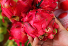 Rasakan 3 Manfaat Luar Biasa Buah Naga