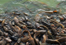 Pemdes Taba Lagan Pilih Pengerasan JUT dan Budidaya Ikan Lele Jadi Program Ketahanan Pangan 2024 