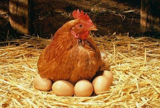 Kandang Ayam Petelur Bantuan Kementerian di Batu Raja Belum Dilirik SPPG