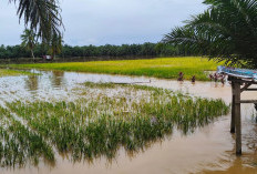 Banjir Rendam Sawah Sri Kuncoro, 13 Hektare Dipastikan Gagal Panen