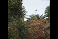 Ahli Fungsi Lahan Diduga Picu Beruang Madu Muncul di Desa Padang Tambak
