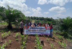 Pemdes Talang Boseng Pilih Ternak Bebek dan Jagung Pakan, Ini Alasannya