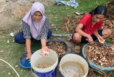 UMKM Lengkuas di Bengkulu Terkendala Bahan Baku, Petani Ogah Menanam