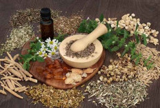 5 Tanaman Herbal yang Ampuh untuk Menyingkirkan Rasa Sakit, Solusi Alami Kesehatan Tubuh  ﻿