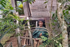 Lansia 70 Tahun di Bengkulu Tengah, Tinggal di Gubuk Miring dan Andalkan Penghasilan dari Anyaman Bambu