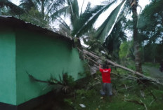 Cuaca Ekstrem, Pohon Tumbang Rusak Kamar Santri Ponpes Nurun Fauqo Nuuri Bengkulu Tengah